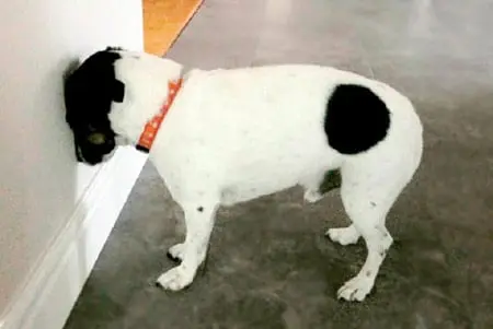 собака с головой у стены
