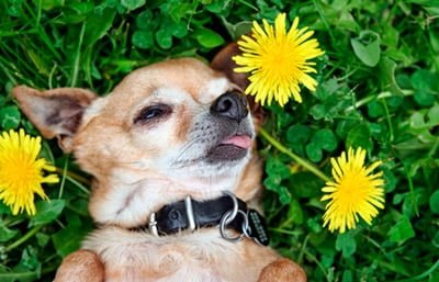perro intoxicado por una planta