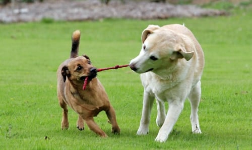 dos perros jugando