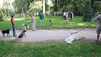 parque de perros