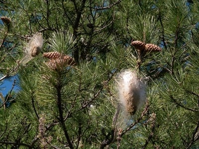 nido de procesionarias en un pino