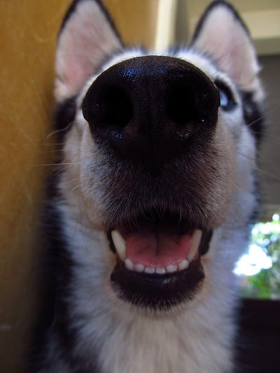 selfie de perro 09