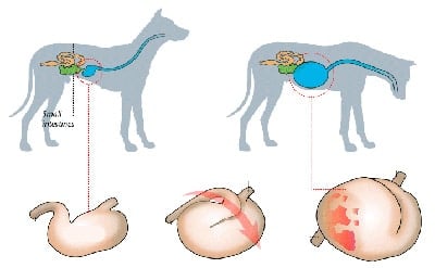 torsión de estómago en un perro