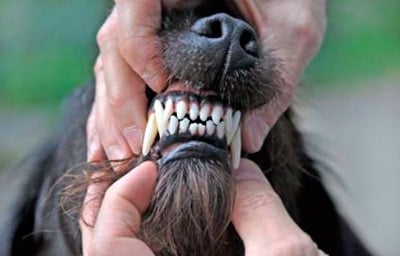 perro enseñando sus dientes